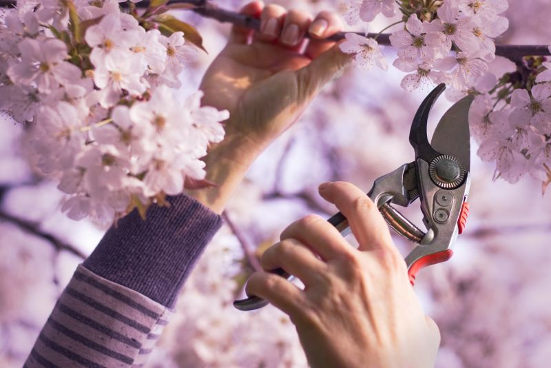 Cherry Blossom Pruning