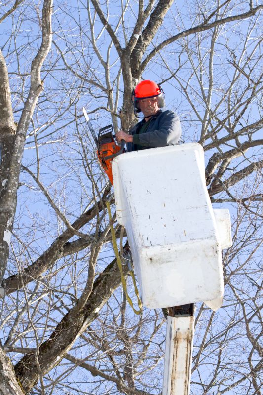 Cherry Blossom Pruning