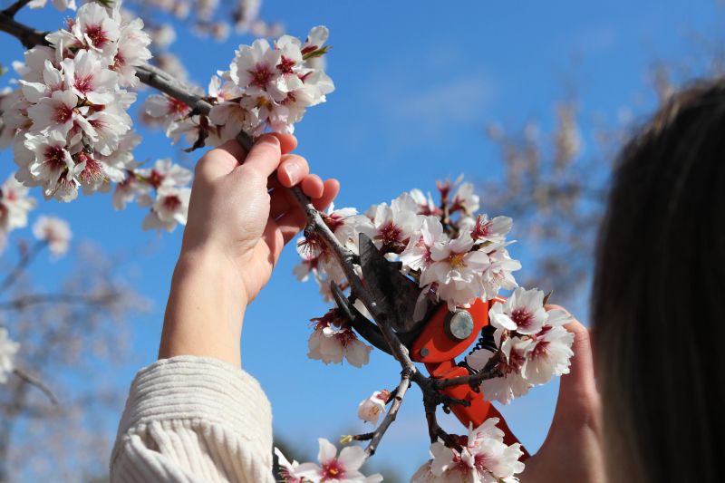 Cherry Blossom Pruning