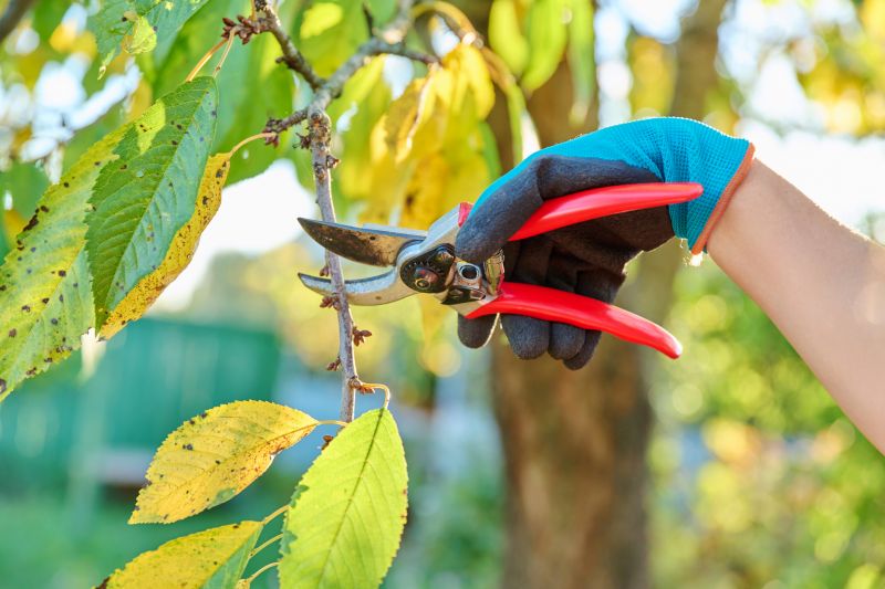 Cherry Blossom Pruning
