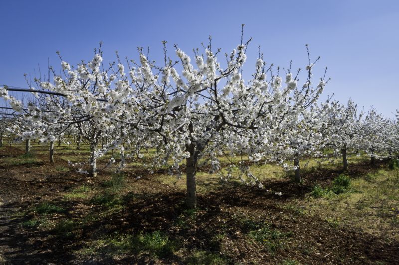 Cherry Blossom Pruning