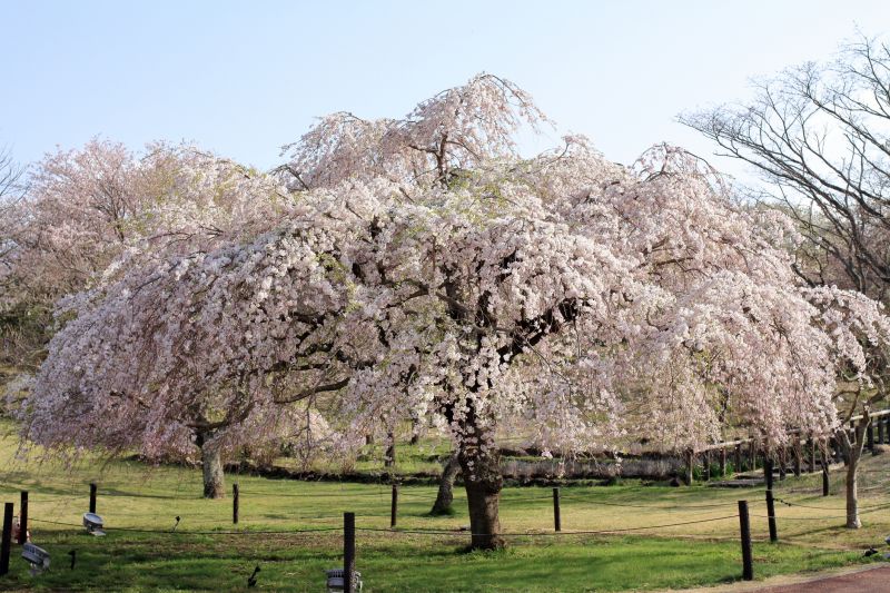Cherry Blossom Pruning