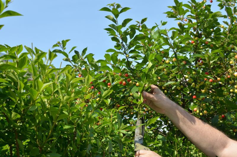 Cherry Blossom Pruning