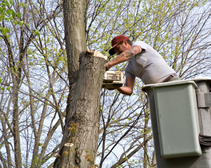 Tree Maintenance Service