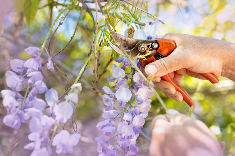 Cherry Blossom Pruning detail