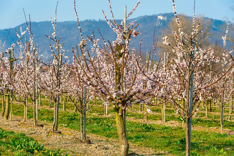 Cherry Blossom Pruning detail